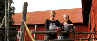 Annelie och Sofia ska plocka tre ton aroniabär: "Gör att vi mår bra som människor"