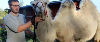 Här är en av Europas vackraste kameler: "Jättehäftigt!"