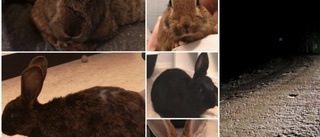 Umeå: Djurskyddet har hittat 25 övergivna kaniner – flera i riktigt dåligt skick • ”Bara så himla sorgligt”