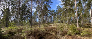 Hugelstaskogen kan bli en av Sveriges största bergtäkter – het konflikt avgörs i domstol