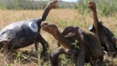 Friare lek för Galápagos djur under pandemin