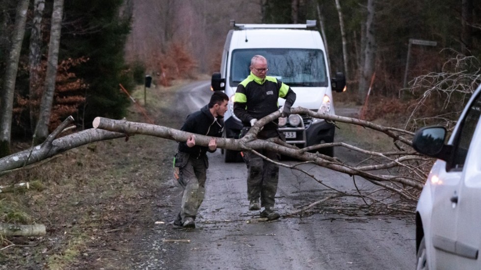Ett stormfällt träd röjs undan från en mindre väg utanför Djurröd väster om Kristianstad på fredagsmorgonen. Ett stort antal träd har fallit över de skånska vägarna när stormen Gyda drog söderut.