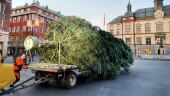 Jakten är igång – nu efterlyser kommunen årets julgranar till torgen: "Eskilstunaborna brukar vara väldigt hjälpsamma"