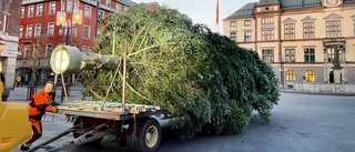 Här anländer årets julgran till Fristadstorget – tagen från Visingsö: "Det är kul när granen har en historik"
