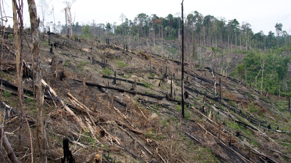 Omfattande skövling av regnskog är ett exempel på vad som skulle kunna blir ett internationellt miljöbrott enligt en ny rapport. Arkivbild från ön Sumatra.