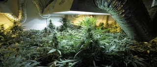 Polisen hittade cannabisodling