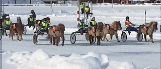 Rekordstort intresse för travskolan