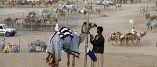 Tillslag mot botoxfusk i kamelskönhetstävling