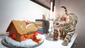 Julskinka, färs och fisk – om katterna själva får välja när husse och matte far till fjälls ✓ Fullbokat på katthotellet