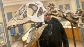 Dinosaurieskeletten vittrar sönder: "Långsamt men akut"