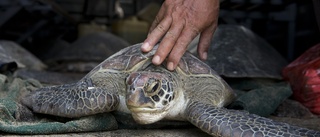 Havssköldpadda hittad på Smögen – unikt fynd
