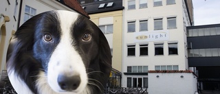 Högre tryck på hundvänliga hotellrum: "Märks en tydlig skillnad jämfört med innan pandemin"