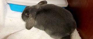 Polisen söker ägare till upphittad kanin 