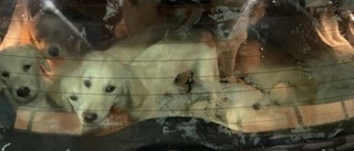 Siffran: Så mångas smuggelhundar hittades av tullen
