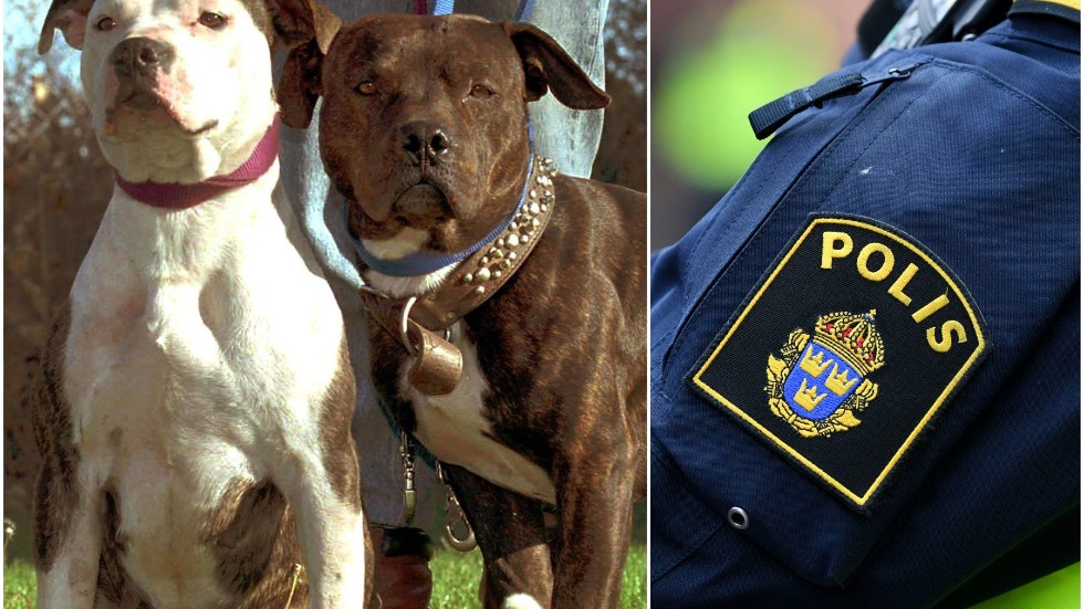 Polisen i Vimmerby har fått en anmälan från en hundägare vars hund attackerats av en annan hund under en kvällspromenad. Hundarna på bilden har inget med händelsen att göra.