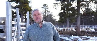 Svår vinter för renarna • Renskötare: "Stödutfodring är en nödlösning"