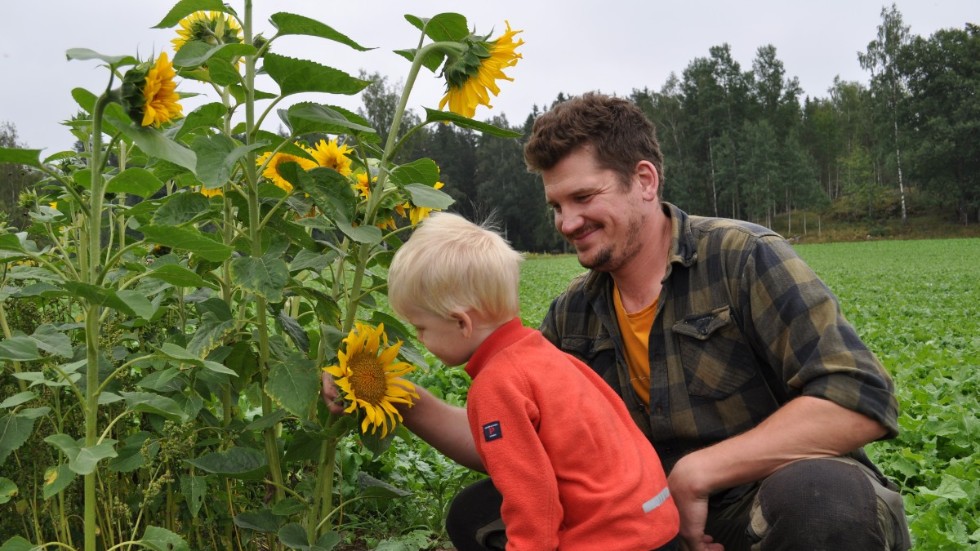 Jonas Olsson tillsammans med treårige sonen Arvid som luktar på solrosorna och förklarar att de som blir kvar "plöjer vi ner sen".