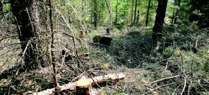 Holmen gallrar skog vid tjädrarnas lekreservat