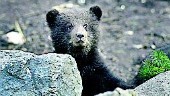 Grävande björnungar  försökte klassiskt "rymningstrick"