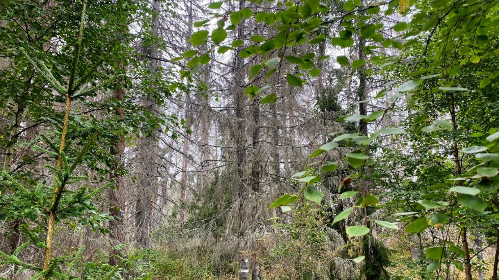"Vi behöver därför en ny modell. LRF:s undersökning från förra året visar att åtta av tio skogsägare ställer sig positiva till att själva ta initiativ till att värna och utveckla den biologiska mångfalden i skogen, ifall det bygger på frivillighet och ersättning utgår från staten."