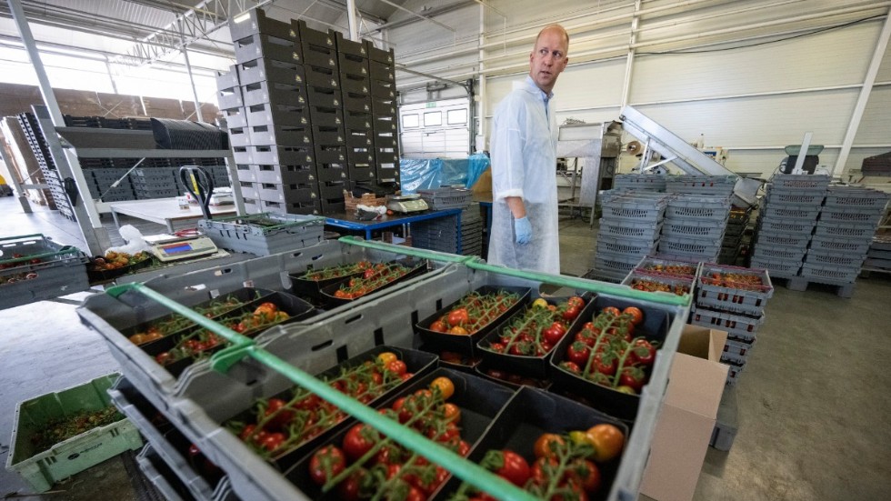 Här inne packas tomaterna från Sveriges största tomatodling och kan sedan vara ute i butik bara ett dygn senare, berättar platschef Mindaugas Krasaukas.