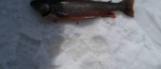 Stora och små fiskar nappade i Kåbadalis