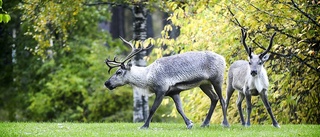 Föraren smet från olycksplatsen