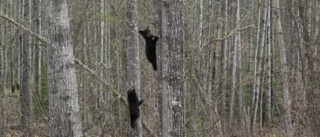 Lockjakt på björn i Kanada