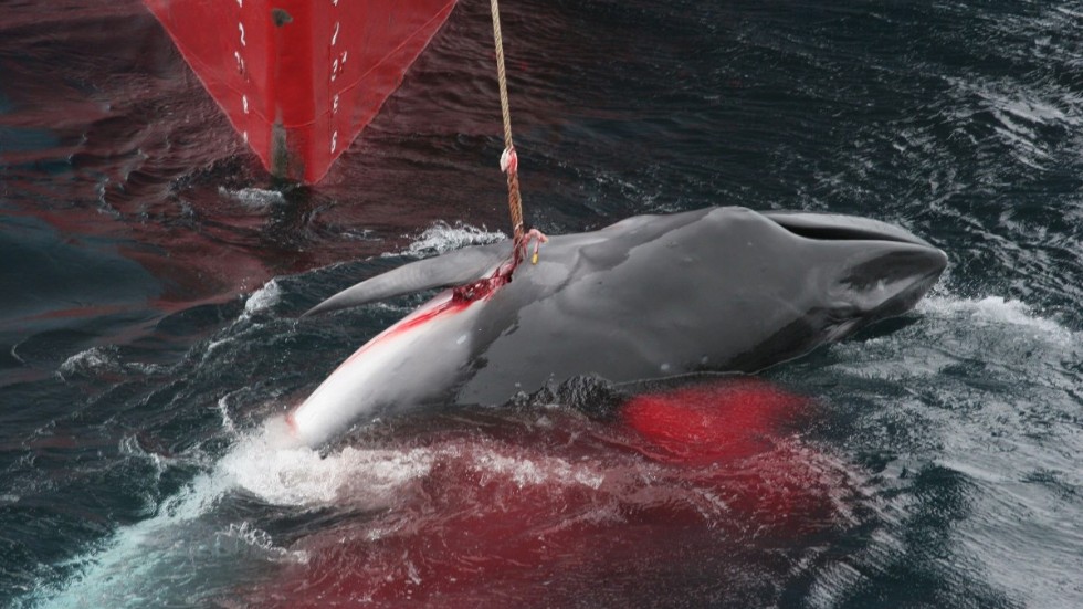 Sedan ett moratorium infördes 1986 har jakten på de stora bardvalarna i stort sett upphört. Men Japan och Norge jagar fortfarande de mindre vikvalarna. På bilden en vikval som harpunerats av en japansk fångstbåt.