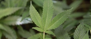 Man åtalad för cannabisodling