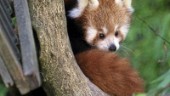 Pandadrama med lyckligt slut