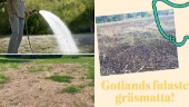 Tävlingen klar: Här är vinnaren av Gotlands fulaste gräsmatta • ”En riktigt usel gräsmatta”