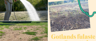 Tävlingen klar: Här är vinnaren av Gotlands fulaste gräsmatta • ”En riktigt usel gräsmatta”