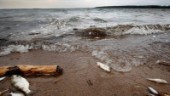 Larm om fiskdöd i Hjälmaren: "Vågorna var vita av död fisk"