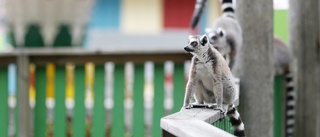 Lemurerna på Parken Zoo har rymt – åkattraktioner stoppade