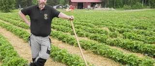 Snart kan du själv plocka en Korona – men inte till midsommar