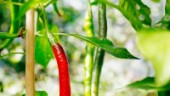 Nya heta trenden: Odla chili hemma