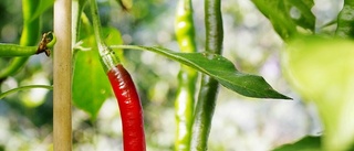 Nya heta trenden: Odla chili hemma