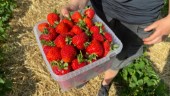 Stor rusch efter jordgubbar – börjar ta slut: "Räknar med mera nästa vecka"
