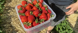 Stor rusch efter jordgubbar – börjar ta slut: "Räknar med mera nästa vecka"