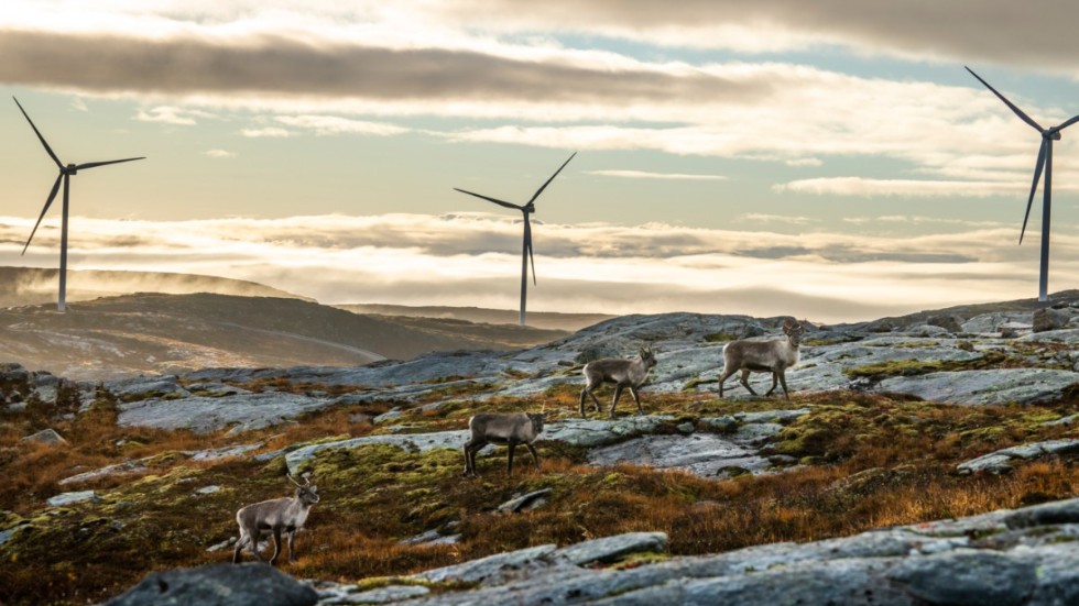 "Naturskyddsföreningen kräver nu att ett system för intäkter till de kommuner där vindkraft byggs ut omgående tas fram..."