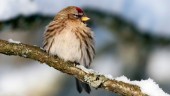 Gråsiskan vanligaste vinterfågeln i Sörmland