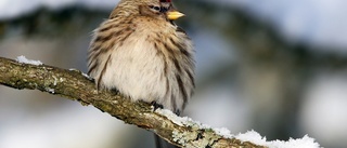 Gråsiskan vanligaste vinterfågeln i Sörmland