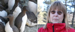 Bekräftat fall av fågelinfluensa på Gotland – havsörn smittad • Veterinären: Så skyddar du dina fåglar 