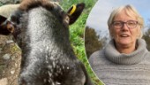 Fåret Dolly ensam överlevare – nytt liv hos djurvännen Eva Söderberg efter vargattacken