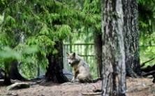 Därför är djurparken öppen trots sorgen