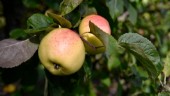 Stor äppelbrist efter minusgrader i våras