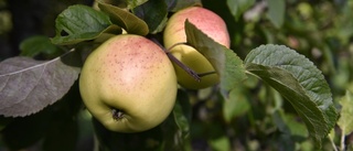 Stor äppelbrist efter minusgrader i våras