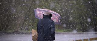 Våren är här – men nytt snöfall är på ingång