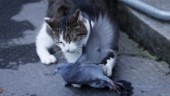 Katter större hot för fåglar än vindkraften